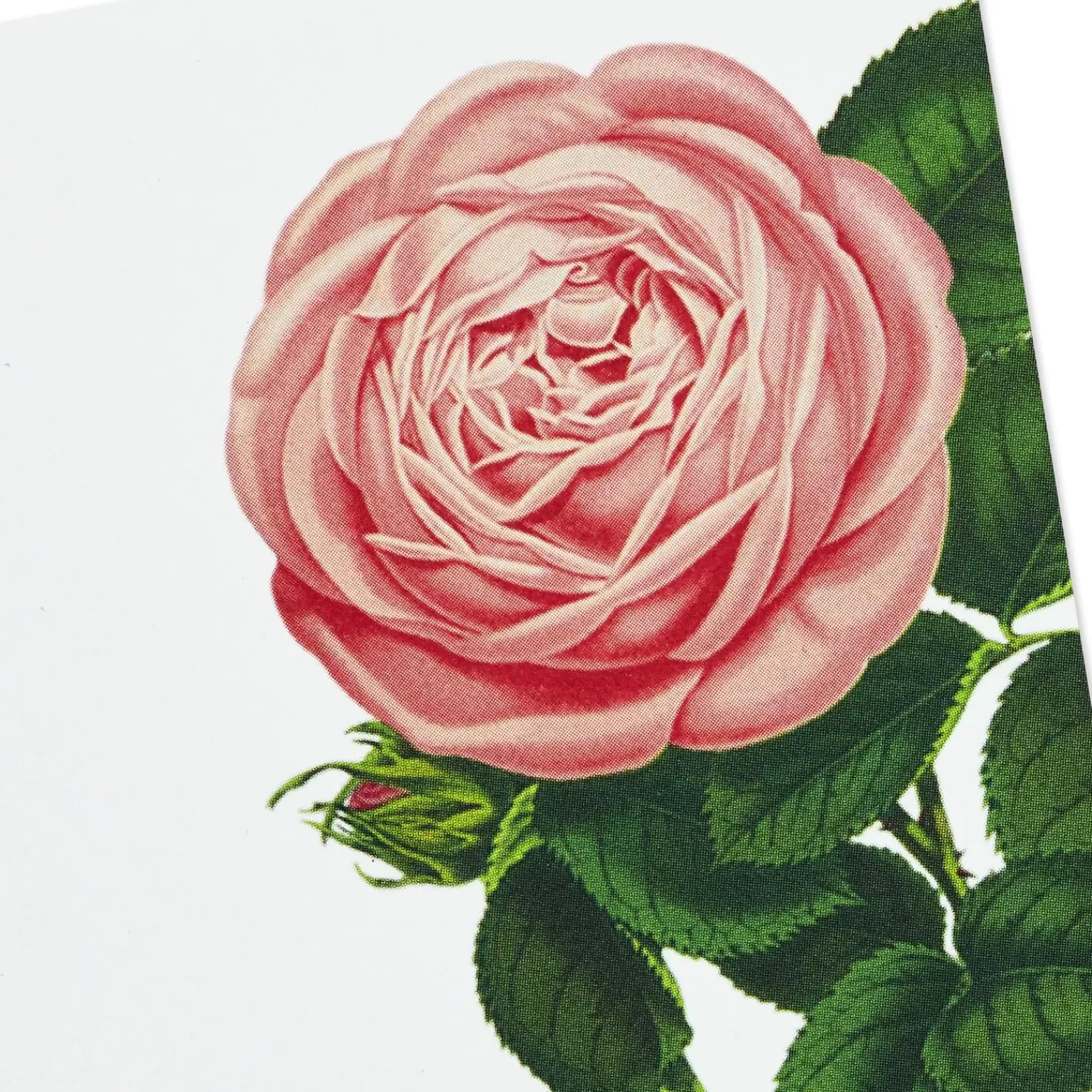 New Cream And Pink Roses Blank Flat Note Cards With Caddy, Box Of 40 Thank You