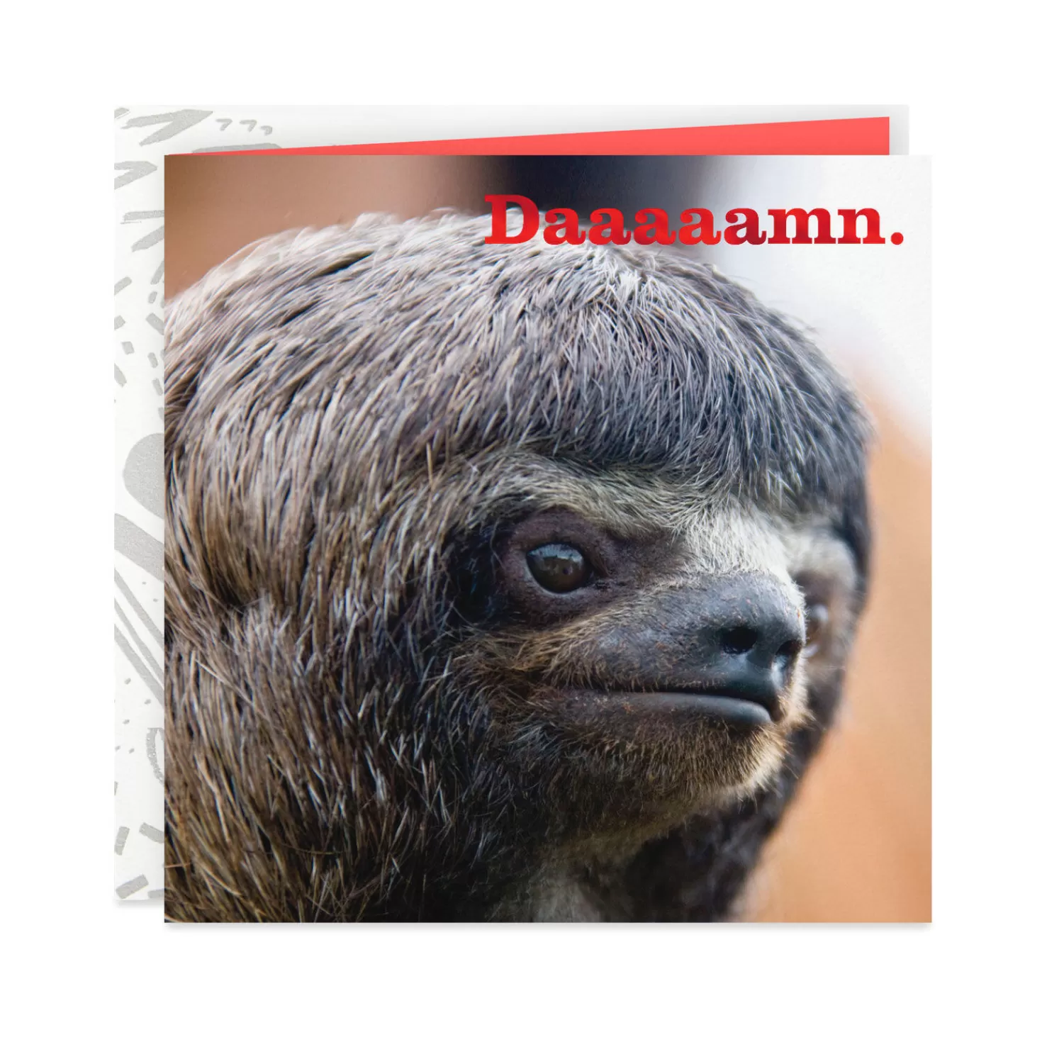Shop Damn, Slow That Awesome Down Sloth Funny Card Encouragement